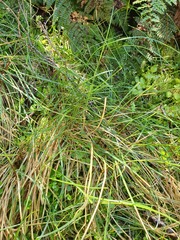 Poa cockayneana