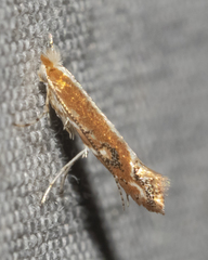 Cameraria quercivorella