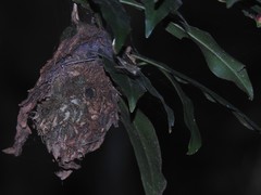 Calligaster himalayensis