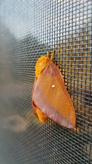 Anisota virginiensis