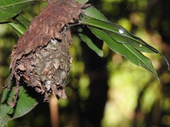 Calligaster himalayensis