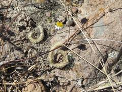 Bouteloua scorpioides