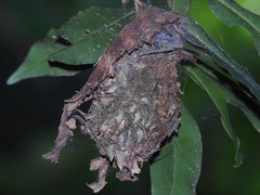 Calligaster himalayensis