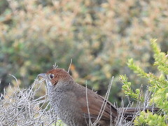 Dasyornis broadbenti