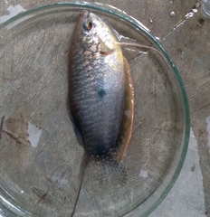 Trichopodus trichopterus