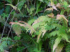 Blechnum parrisiae