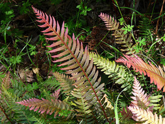 Blechnum parrisiae