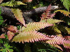 Blechnum parrisiae
