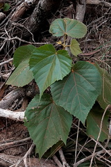 Commersonia bartramia