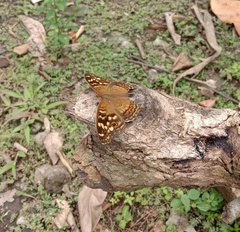 Junonia erigone