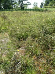 Eragrostis atrovirens