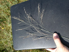 Eragrostis atrovirens