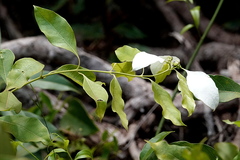Coelospermum decipiens