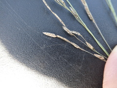 Eragrostis atrovirens