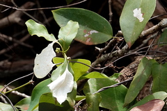 Coelospermum decipiens