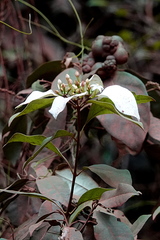 Coelospermum decipiens