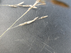 Eragrostis atrovirens