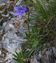 Campanula dasyantha