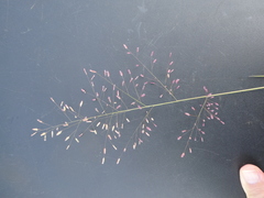 Eragrostis unioloides