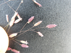 Eragrostis unioloides