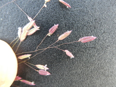 Eragrostis unioloides