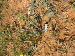 Eragrostis unioloides
