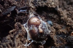 Arthurdendyus australis