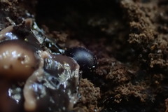 Arthurdendyus australis