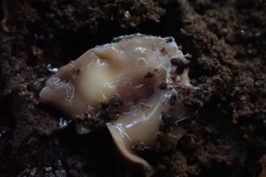 Arthurdendyus australis