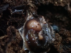 Arthurdendyus australis