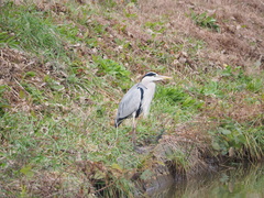 Ardea cinerea