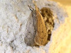 Inga obscuromaculella