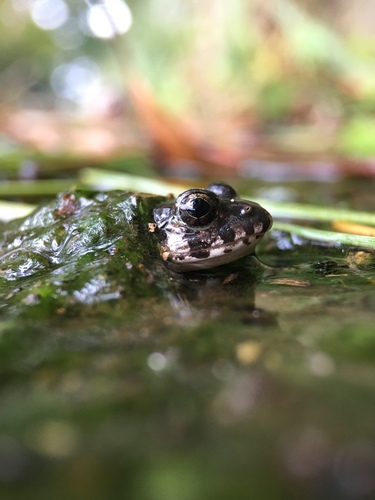 Rice field frog (Fejervarya kawamurai)