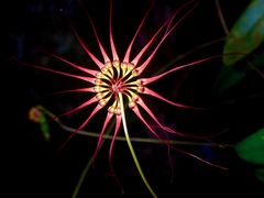 Bulbophyllum gracillimum