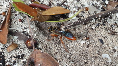 Sphex jamaicensis