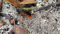 Sphex jamaicensis