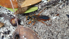 Sphex jamaicensis