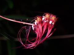 Bulbophyllum gracillimum