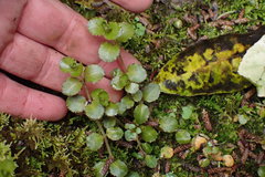 Epilobium pedunculare