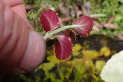 Epilobium pedunculare