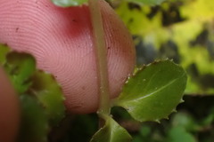 Epilobium pedunculare