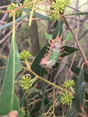 Doratifera oxleyi