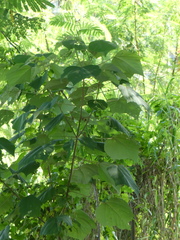 Mallotus paniculatus