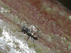 Dryinus stantoni