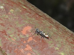 Dryinus stantoni