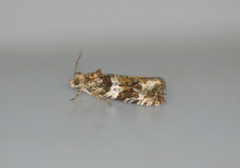 Olethreutes valdanum