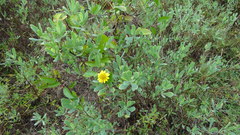 Borrichia frutescens image