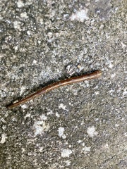 Haemadipsa zeylanica