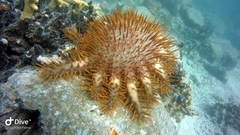 Acanthaster