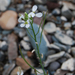 Erysimum inense - Photo (c) petr_kosachev, algunos derechos reservados (CC BY-NC), subido por petr_kosachev